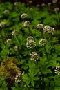 Vertical shot of white Arctic butterburs with green leaves in a park on a sunny day