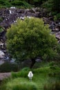 Vertical shot of white Bentheimer Landschaf sheep in front of a tree near the river Royalty Free Stock Photo
