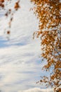 Vertical shot of white birch (Betula platyphylla) leaves in a park with a blue sky in the background