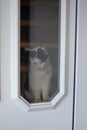 Vertical shot of a white and black cat behind a window Royalty Free Stock Photo