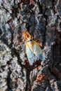 Vertical shot of a white brood x cicada on a tree bark Royalty Free Stock Photo
