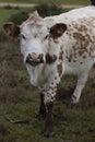 Vertical shot of a white and brown cow in a grassy field Royalty Free Stock Photo