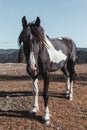 Vertical shot of a white and brown horse in the dry grass field under the blue clear sky Royalty Free Stock Photo