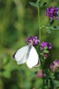 Vertical shot of a white butterfly on the Lathyrus vernus plant