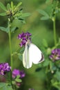 Vertical shot of a white butterfly on the Lathyrus vernus plant