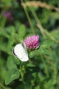 Vertical shot of a white butterfly on the Lathyrus vernus plant