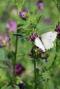 Vertical shot of a white butterfly on the Lathyrus vernus plant