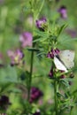 Vertical shot of a white butterfly on the Lathyrus vernus plant