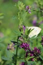 Vertical shot of a white butterfly on the Lathyrus vernus plant