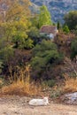 Vertical shot of a white cat in an Andalucian landscape