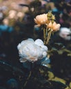 Vertical shot of a white Chinese peony with morning dew on the petals on an isolated background Royalty Free Stock Photo