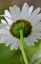 Vertical shot of a white Common daisy's flower backside with blur background