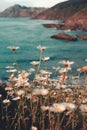 Vertical shot of white daisies growing on a beautiful beach background Royalty Free Stock Photo