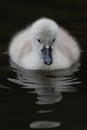 Vertical shot of a white duck and its reflection in the dark water Royalty Free Stock Photo