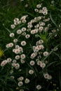 Vertical shot of white fleabane flowers surrounded by green leaves