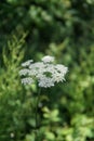 Vertical shot of a white, flowering Ground Elder