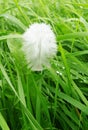 Vertical shot of white fluffy feather on green grass Royalty Free Stock Photo