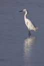 Vertical shot of a white Heron (Egretta thula) standing in a lake, its image reflected in the water