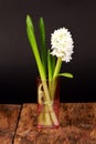 Vertical shot of white hyacinthe flower in a vase on a wooden table