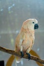 Vertical shot of a white Moluccan cockatoo bird perched on a tree branch Royalty Free Stock Photo