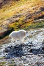Vertical shot of a white mountain goat with black horns standing on stones