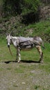 Vertical shot of a white mule in the countryside with green hills around it on a sunny day