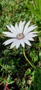 Vertical shot of a white osteospermum ecklonis flower in the green field Royalty Free Stock Photo