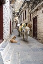 Vertical shot of white ponies passing through a narrow alley of buildings in the countryside