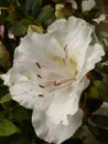 Vertical shot of white rhododendron in a field under the lights with a blurry background Royalty Free Stock Photo