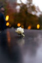 Vertical shot of a white rose in The National September 11 Memorial & Museum