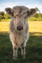 Vertical shot of a white Scottish highland calf Royalty Free Stock Photo