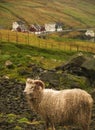 Vertical shot of a white sheep in the pasture during daytime Royalty Free Stock Photo