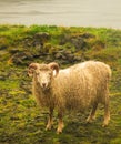 Vertical shot of a white sheep in the pasture during daytime Royalty Free Stock Photo