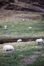 Vertical shot of white sheep pasturing on a field in Talmine Bay, Scotland Royalty Free Stock Photo