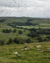 Vertical shot of white sheep pasturing in meadow with green grass and a few trees Royalty Free Stock Photo