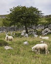 Vertical shot of white sheep pasturing in meadow with green grass and a few trees Royalty Free Stock Photo