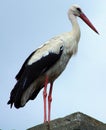 Vertical shot of a white stork on a blue sky background Royalty Free Stock Photo