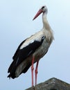Vertical shot of a white stork on a blue sky background Royalty Free Stock Photo