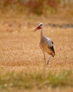 Vertical shot of a White stork walking on the autumn grass Royalty Free Stock Photo