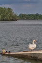 Vertical shot of a white swan on the beach Royalty Free Stock Photo