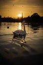 Vertical shot of a white swan on the lake at sunset Royalty Free Stock Photo