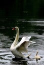 Vertical shot of a white swan protecting its baby