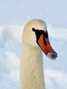 Vertical shot of a white swan with a snowy beak Royalty Free Stock Photo
