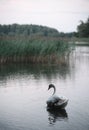 Vertical shot of a white swan swimming in the sea near the shore Royalty Free Stock Photo