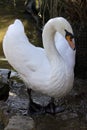 Vertical shot of a white swan on a wet surface Royalty Free Stock Photo