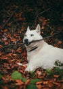 Vertical shot of a white swiss shepherd dog biting a stick while lying on dried leaves