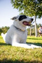 Vertical shot of a White Swiss Shepherd mixed with English pointer lying on grass under sunlight Royalty Free Stock Photo