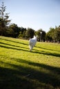 Vertical shot of a White Swiss Shepherd mixed with English pointer running on a green grass Royalty Free Stock Photo