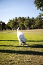 Vertical shot of a White Swiss Shepherd mixed with English pointer running on a green grass Royalty Free Stock Photo