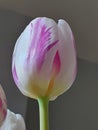 Vertical shot of a white-violet Flaming Flag tulip on the blurred background
